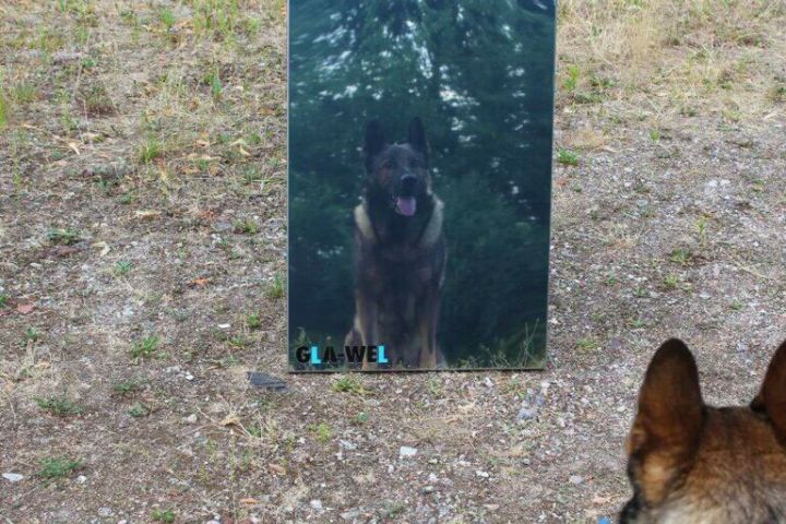 Positionsspiegel Hundetraining